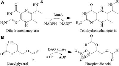 Substrate Specificity Analysis of Dihydrofolate/Dihydromethanopterin Reductase Homologs in Methylotrophic α-Proteobacteria